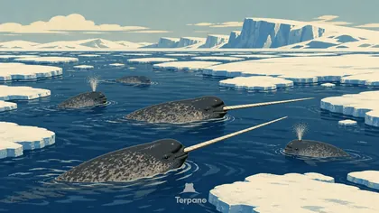 Narwhals at the Sea-Ice Edge